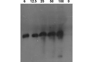 Image no. 1 for anti-Proteinase 3 (PRTN3) antibody (ABIN190718) (PRTN3 antibody)