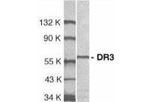 Western Blotting (WB) image for anti-Tumor Necrosis Factor Receptor Superfamily, Member 25 (TNFRSF25) (Extracellular Domain) antibody (ABIN2473360) (DR3/LARD antibody  (Extracellular Domain))
