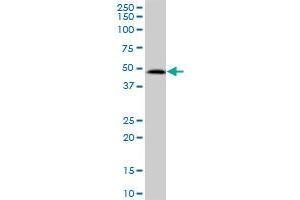 SUDS3 MaxPab polyclonal antibody. (SDS3 antibody  (AA 1-328))