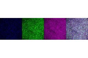 Immunohistochemistry (IHC) image for anti-Purkinje Cell Protein 4 (PCP4) antibody (ABIN7456054)
