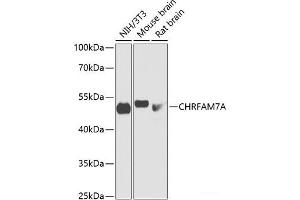 Western blot analysis of extracts of various cell lines using CHRFAM7A Polyclonal Antibody at dilution of 1:1000. (CHRFAM7A antibody)