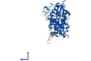 AlphaFold protein structure predicition of Human Recombinant CSNK2A2 Protein, UniprotID P19784 (CSNK2A2 Protein (AA 1-350) (His tag))