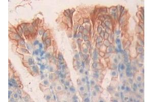 Immunohistochemistry (IHC) image for anti-Muscarinic Acetylcholine Receptor M1 (CHRM1) (AA 210-363) antibody (ABIN7438109)