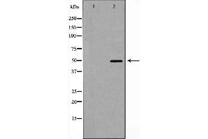 Western blot analysis of CRHR1 expression in HT-29 cells. (CRHR1 antibody  (Internal Region))