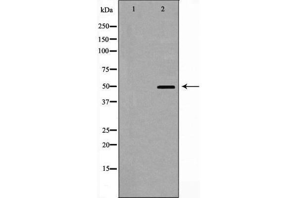 CRHR1 antibody  (Internal Region)