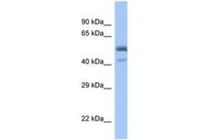 Image no. 1 for anti-Proximal Sequence Element 1 (SPDEF) (C-Term) antibody (ABIN6746161) (SPDEF/PSE antibody  (C-Term))