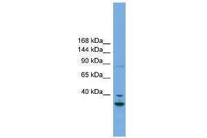 WB Suggested Anti-FSTL5 Antibody Titration: 0.