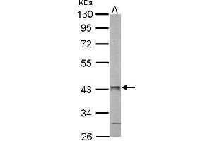 WB Image Sample (50 ug of whole cell lysate) A: mouse liver 10% SDS PAGE antibody diluted at 1:1000 (PCBP2 antibody)