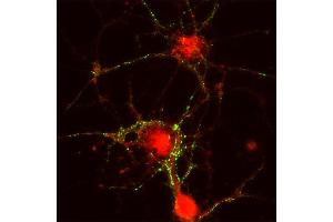 Immunocytochemistry (ICC) image for anti-Cell Adhesion Molecule 2 (CADM2) (AA 167-181) antibody (ABIN1742492) (CADM2 antibody  (AA 167-181))