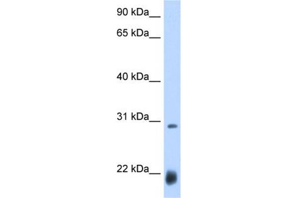Achaete-scute complex protein T5 (AC) (N-Term) antibody