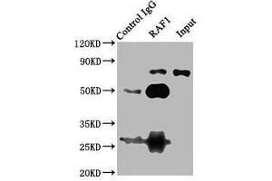 Immunoprecipitating RAF1 in 293T whole cell lysate Lane 1: Rabbit control IgG (1 μg) instead of ABIN7167060 in 293T whole cell lysate. (RAF1 antibody  (AA 1-648))