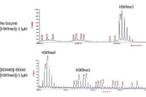 JMJD2D Protein (DYKDDDDK Tag)