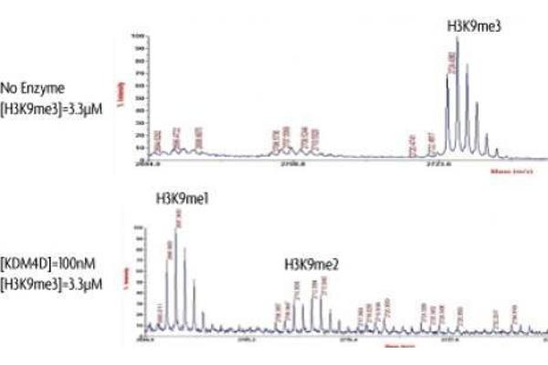 JMJD2D Protein (DYKDDDDK Tag)