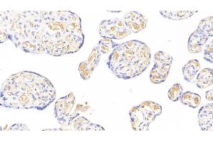 Detection of FGB in Human Placenta Tissue using Monoclonal Antibody to Fibrinogen Beta Chain (FGB) (Fibrinogen beta Chain antibody  (AA 45-491))