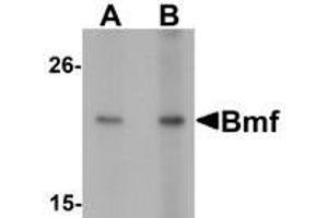 Western blot analysis of Bmf in HepG2 cell lysate with Bmf antibody at (A) 2. (BMF antibody  (C-Term))