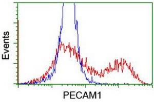 HEK293T cells transfected with either RC208654 overexpress plasmid (Red) or empty vector control plasmid (Blue) were immunostained by anti-PECAM1 antibody (ABIN2455806), and then analyzed by flow cytometry. (CD31 antibody)