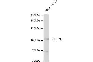 Western blot analysis of extracts of mouse brain, using CLSTN3 antibody (ABIN7266049) at 1:1000 dilution.