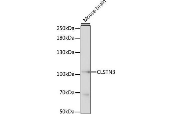 Calsyntenin 3 anticorps  (AA 730-850)
