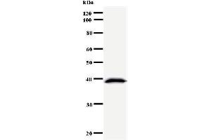 Western Blotting (WB) image for anti-Cyclin D Binding Myb-Like Transcription Factor 1 (DMTF1) antibody (ABIN930913) (DMP1 antibody)