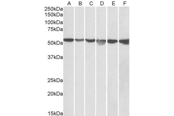 GPI antibody  (AA 81-93)