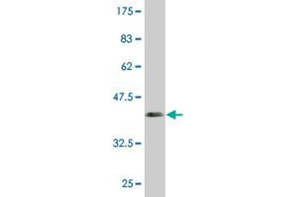 CDKL3 antibody  (AA 322-420)