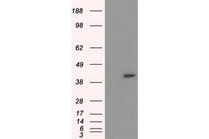 Image no. 2 for anti-Protein Phosphatase Methylesterase 1 (PPME1) antibody (ABIN1500298) (PPME1 antibody)