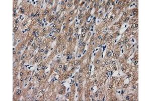 Immunohistochemical staining of paraffin-embedded liver tissue using anti-SIL1 mouse monoclonal antibody. (SIL1 antibody)