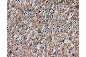 Immunohistochemical staining of paraffin-embedded liver tissue using anti-SIL1 mouse monoclonal antibody.