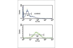 Flow Cytometry (FACS) image for anti-Ankylosis, Progressive Homolog (Mouse) (ANKH) antibody (ABIN3004298) (ANKH antibody)