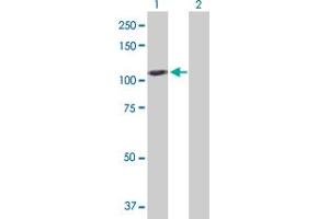 Western Blot analysis of GAPDHS expression in transfected 293T cell line by GAPDHS MaxPab polyclonal antibody. (GAPDHS antibody  (AA 1-408))