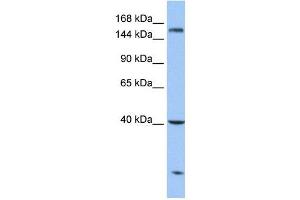 Carboxypeptidase D antibody used at 1 ug/ml to detect target protein. (CPD antibody  (N-Term))