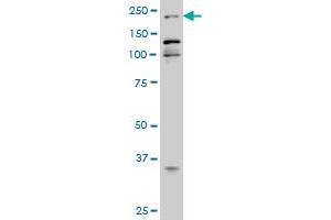 EP300 monoclonal antibody (M02), clone 1D2 Western Blot analysis of EP300 expression in Hela S3 NE . (p300 antibody  (AA 731-830))