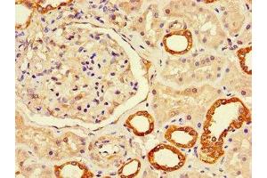 Immunohistochemistry of paraffin-embedded human kidney tissue using ABIN7158022 at dilution of 1:100 (LUZP2 antibody  (AA 20-346))