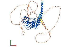 AlphaFold protein structure predicition of Mouse Recombinant Otud1 Protein, UniprotID Q9CUB6 (OTUD1 Protein (AA 1-454) (His tag))