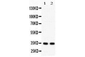 Anti-XAF1 antibody, Western blottingAll lanes: Anti XAF1  at 0. (XAF1 antibody  (C-Term))