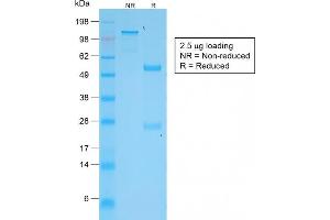 SDS-PAGE (SDS) image for anti-Tumor Necrosis Factor (Ligand) Superfamily, Member 15 (TNFSF15) antibody (ABIN6941291)
