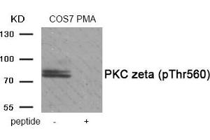 Western blot analysis of extracts from COS7 cells treated with PMA using Phospho-PKC zeta (Thr560) antibody. (PKC zeta antibody  (pThr560))