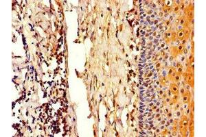 Immunohistochemistry of paraffin-embedded human tonsil tissue using ABIN7148277 at dilution of 1:100 (COL4A3BP antibody  (AA 201-500))