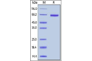 SDS-PAGE (SDS) image for Epithelial Cell Adhesion Molecule (EPCAM) (AA 24-265) protein (Fc Tag,AVI tag,Biotin) (ABIN6253193)