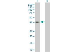 Western Blot analysis of ILF2 expression in transfected 293T cell line by ILF2 MaxPab polyclonal antibody.