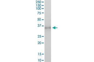 FCGR2A MaxPab polyclonal antibody. (FCGR2A antibody  (AA 1-316))