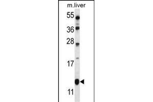 GOT1B Antibody (C-term) (ABIN657018 and ABIN2846197) western blot analysis in mouse liver tissue lysates (35 μg/lane). (GOLT1B antibody  (C-Term))