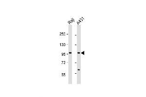 Western Blot at 1:1000 dilution Lane 1: Raji whole cell lysate Lane 2: A431 whole cell lysate Lysates/proteins at 20 ug per lane. (NFKB1 antibody  (AA 911-939))