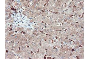 Image no. 2 for anti-serpin Peptidase Inhibitor, Clade B (Ovalbumin), Member 1 (SERPINB1) (AA 77-306) antibody (ABIN1491670) (SERPINB1 antibody  (AA 77-306))