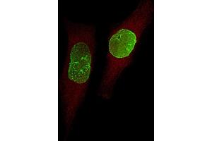 Immunofluorescent analysis of 4 % paraformaldehyde-fixed, 0. (USP17L24 antibody  (C-Term))