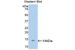 Detection of Recombinant DDO, Bovine using Polyclonal Antibody to D-Aspartate Oxidase (DDO) (DDO antibody  (AA 161-272))