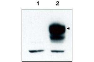 Western blot using  affinity purified anti-TrkCT1 to detect over-expressed TrkCT1 in HEK293 cells (Lane 2, arrowhead). (TRKCT1 (C-Term) antibody)