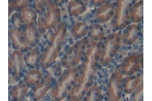 Detection of NRARP in Mouse Kidney Tissue using Polyclonal Antibody to Notch Regulated Ankyrin Repeat Protein (NRARP) (NRARP antibody  (AA 3-109))