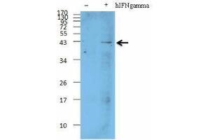 Western Blotting (WB) image for anti-Absent in Melanoma 2 (AIM2) (AA 1-186) antibody (ABIN2666309) (AIM2 antibody  (AA 1-186))