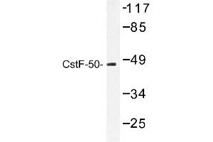 Image no. 1 for anti-Cleavage Stimulation Factor, 3' Pre-RNA, Subunit 1, 50kDa (CSTF1) antibody (ABIN272214) (CSTF1 antibody)